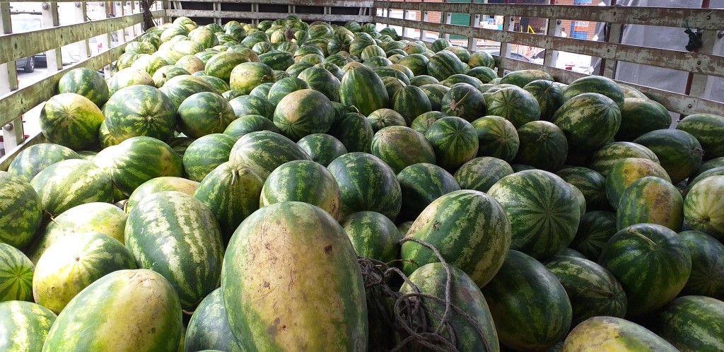 Sandia gruesa