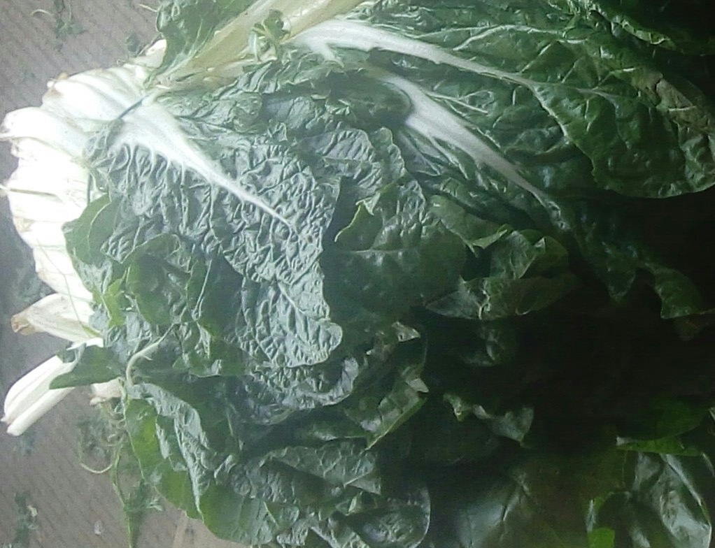 Acelgas