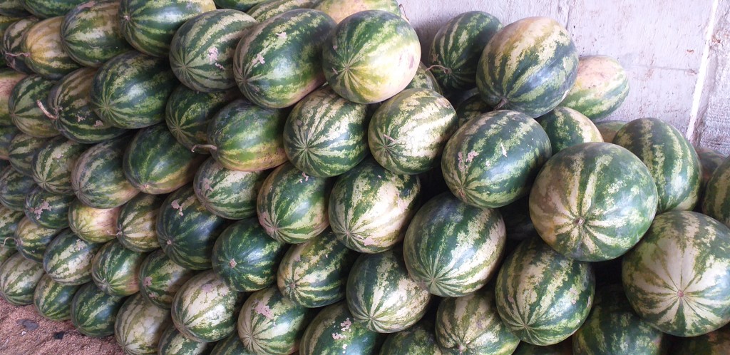 Sandia delgada