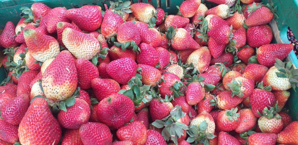 Fresa jumbo