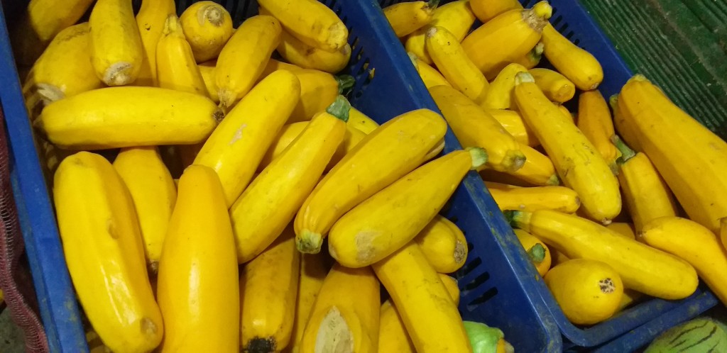 Zucchini amarillo