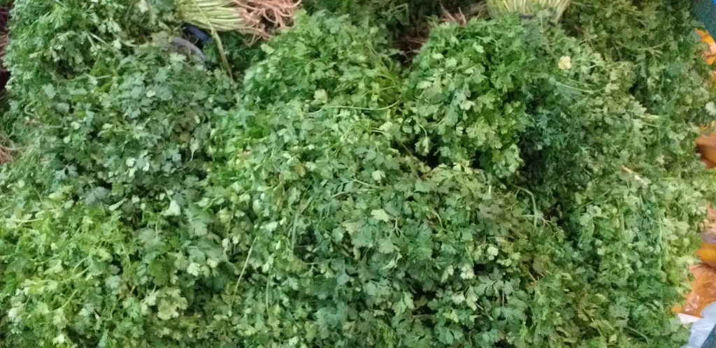 Cilantro