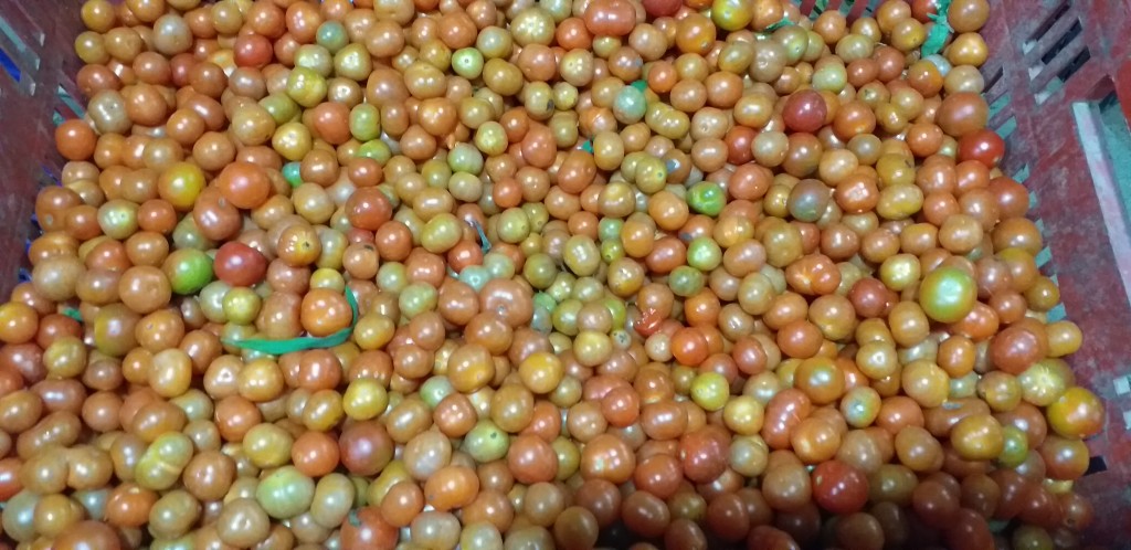Tomate cherry