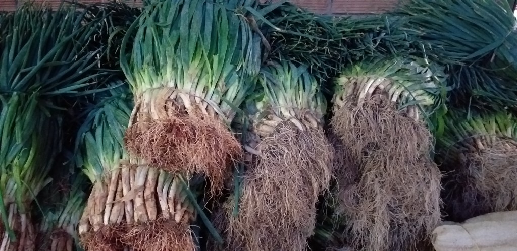 Cebolla de rama