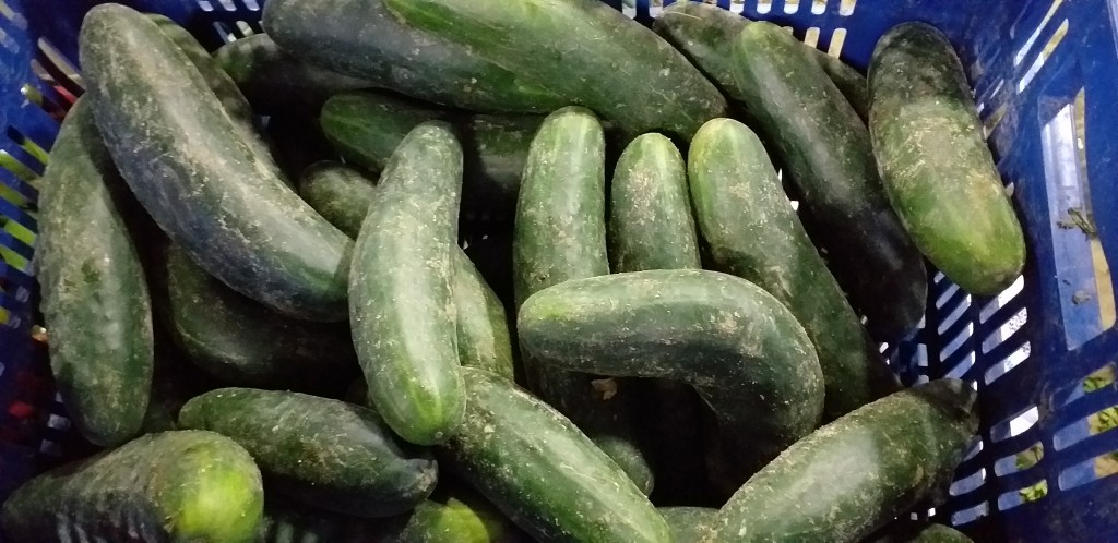 Pepino cohombro