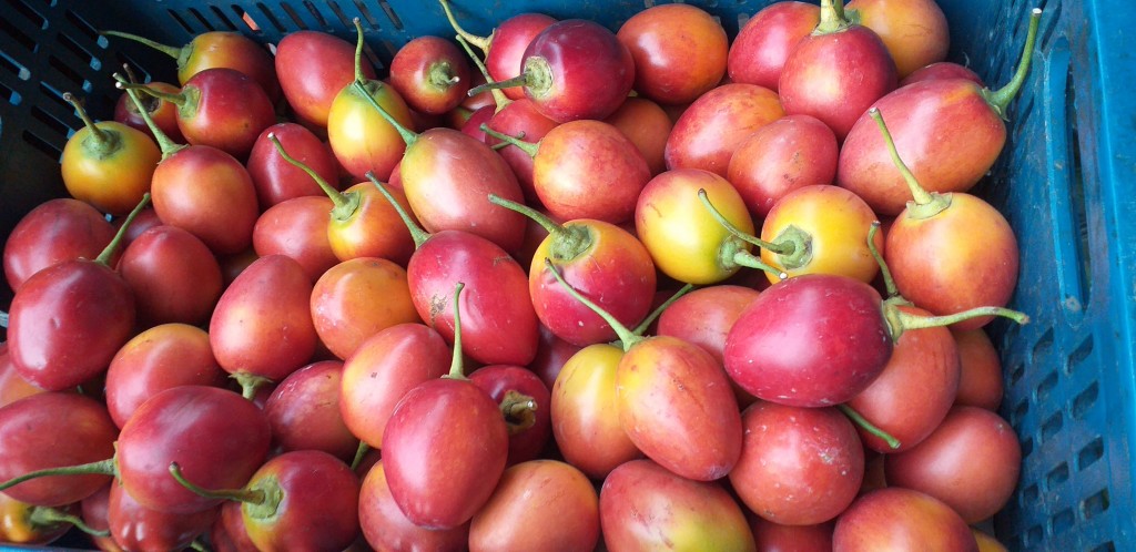 Tomate injerto