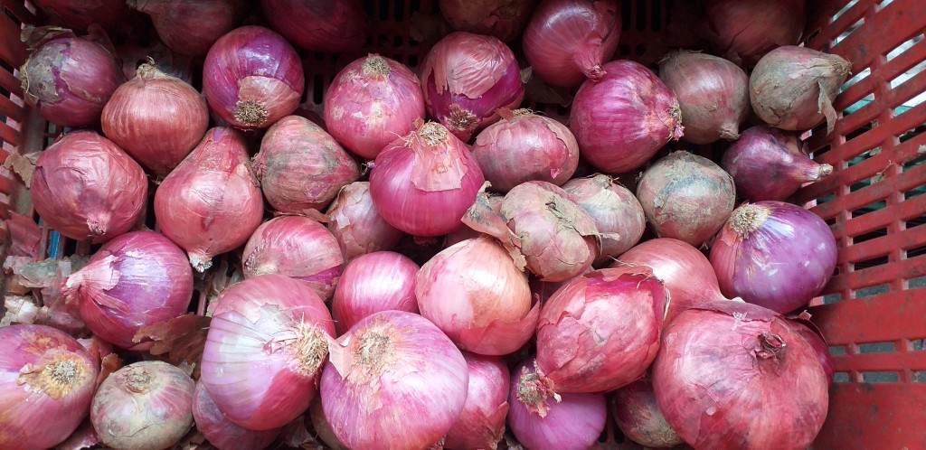 Cebolla roja
