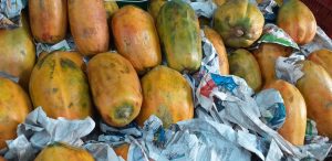 Papaya costeña