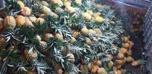 Piña oromiel
