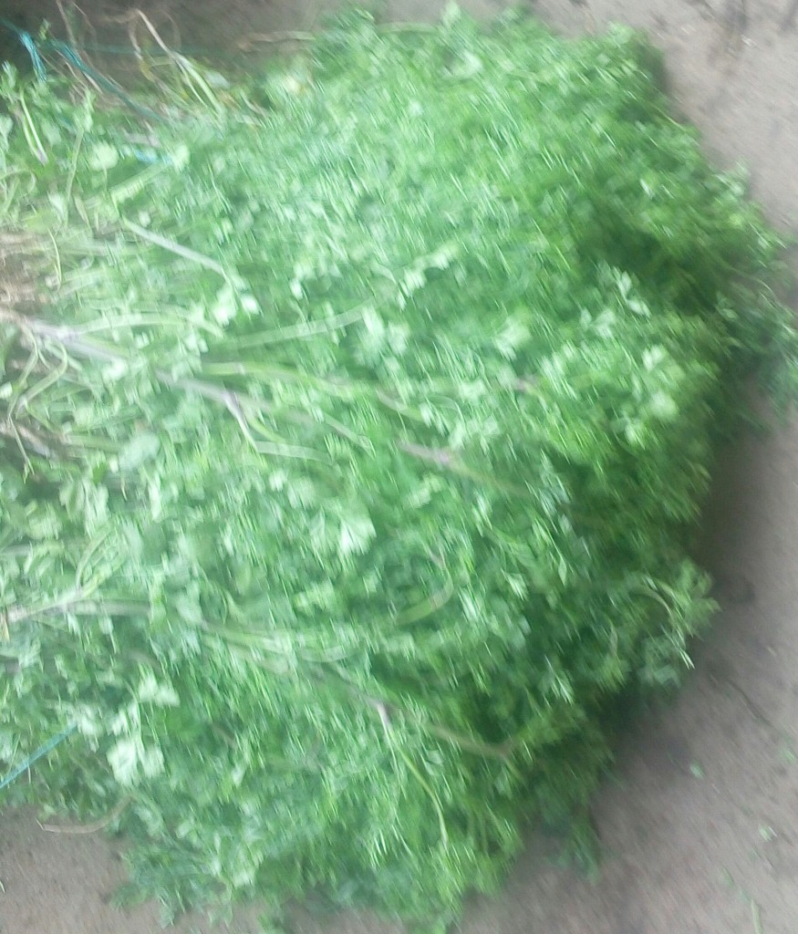 Cilantro