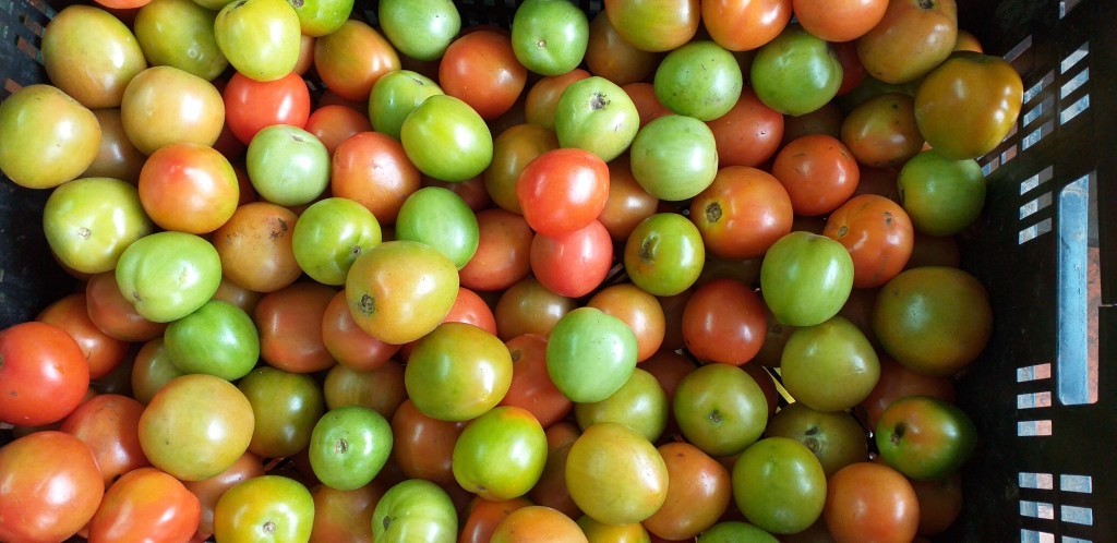 Tomate chonto 3ra