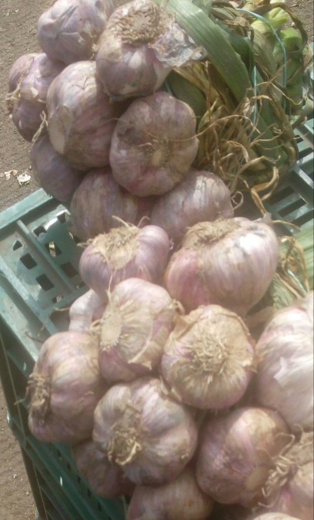 Ajo en rama