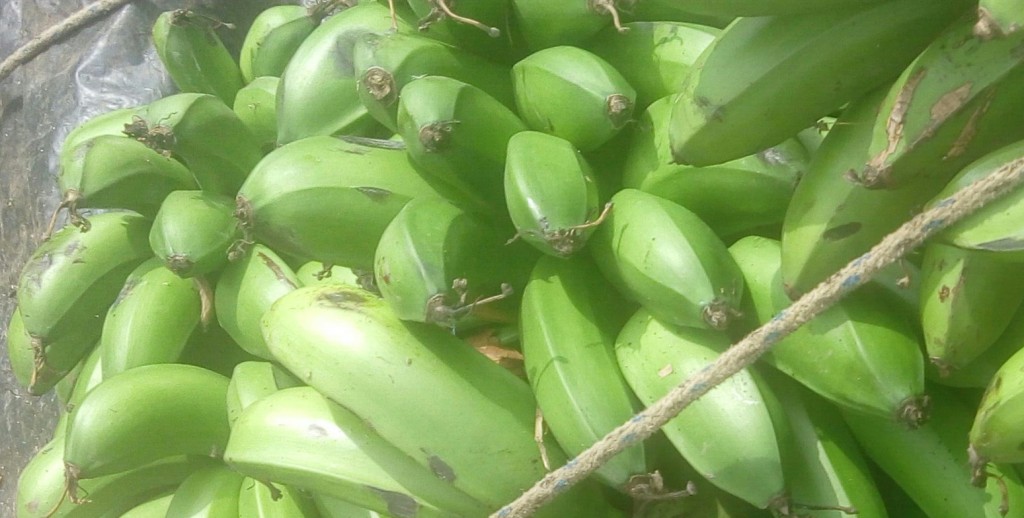 Colicero