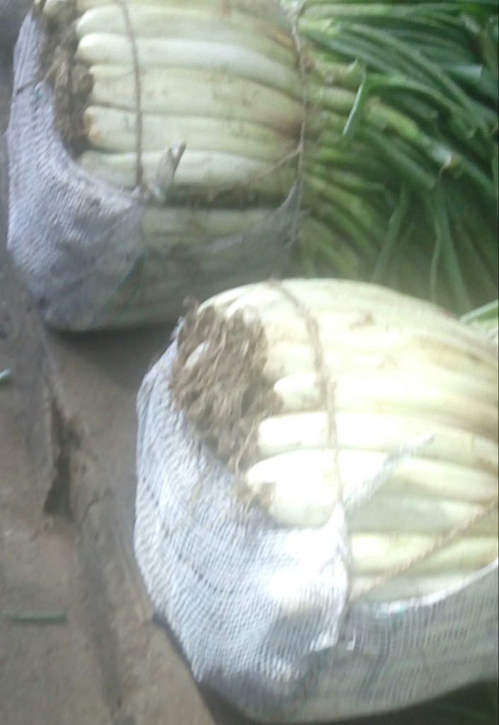 Cebolla larga
