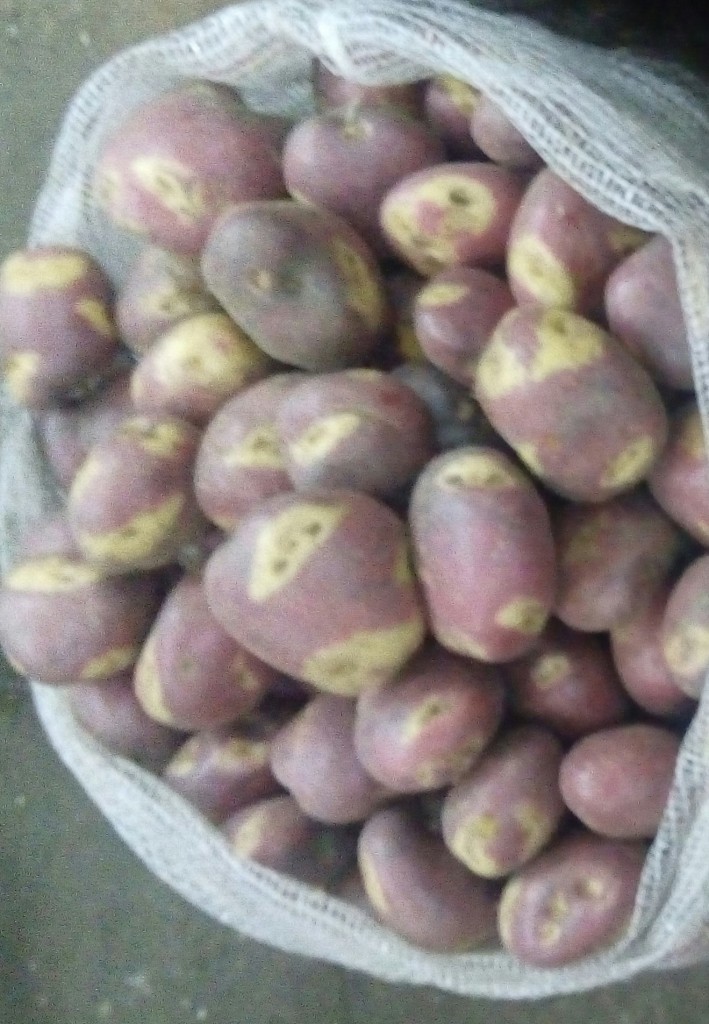 Papa sabanera gruesa