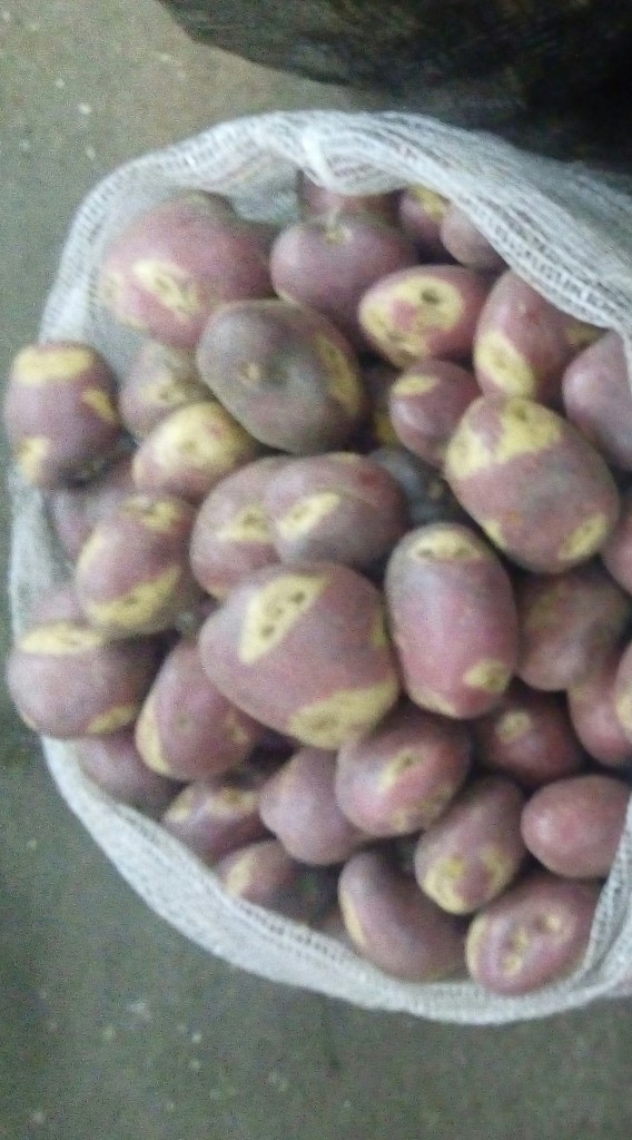 Papa sanbanera gruesa