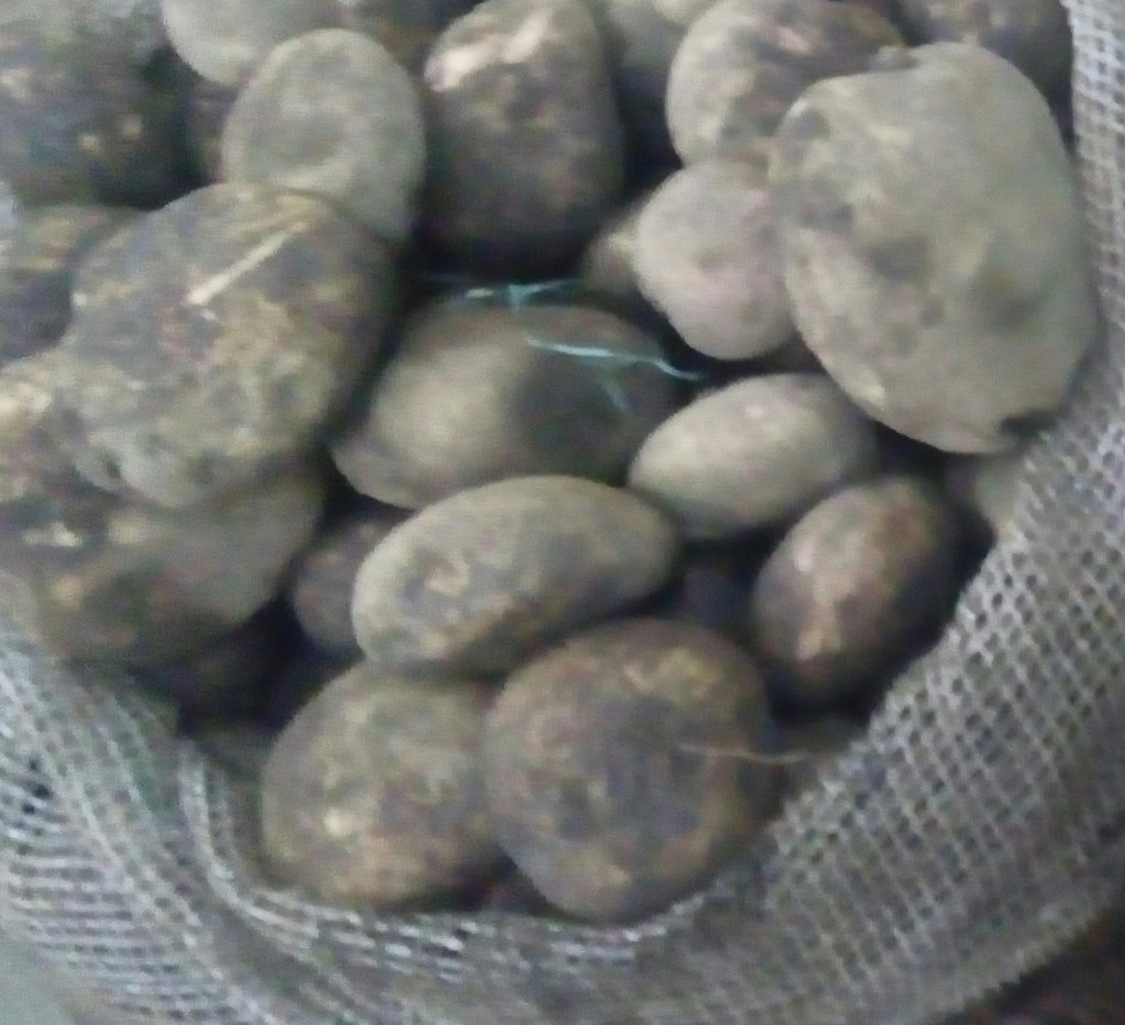 Papa pastusa gruesa