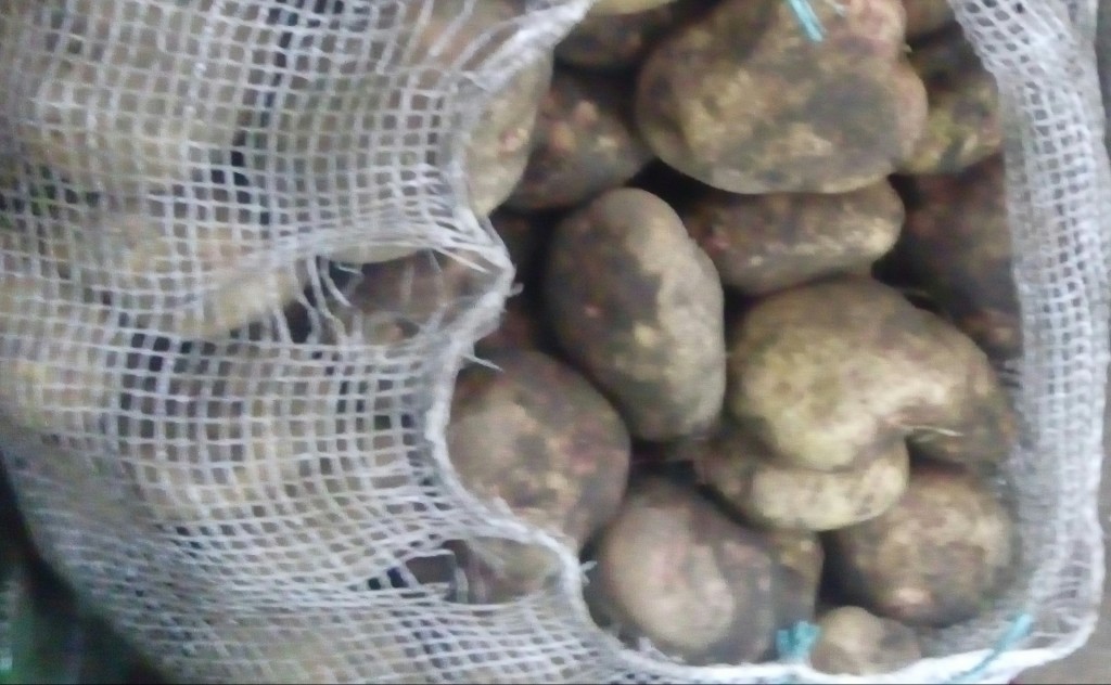 Papa pastusa fina