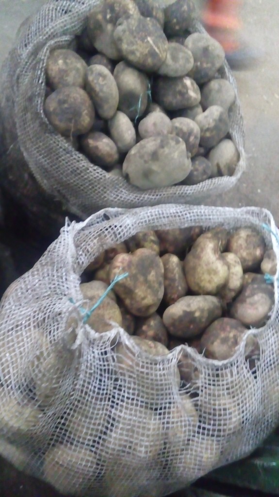 Papa pastusa