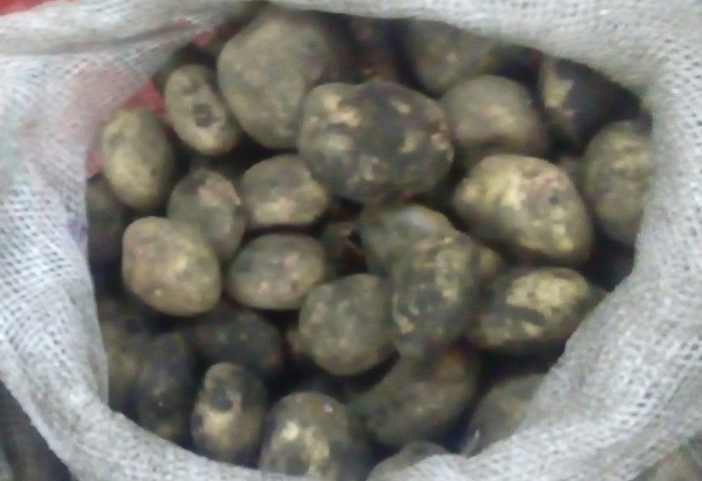 Papa  pastusa gruesa