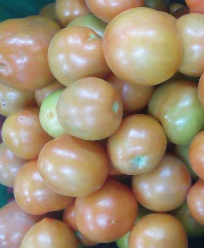 Tomate chonto de primera