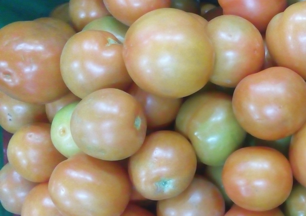Tomate chonto