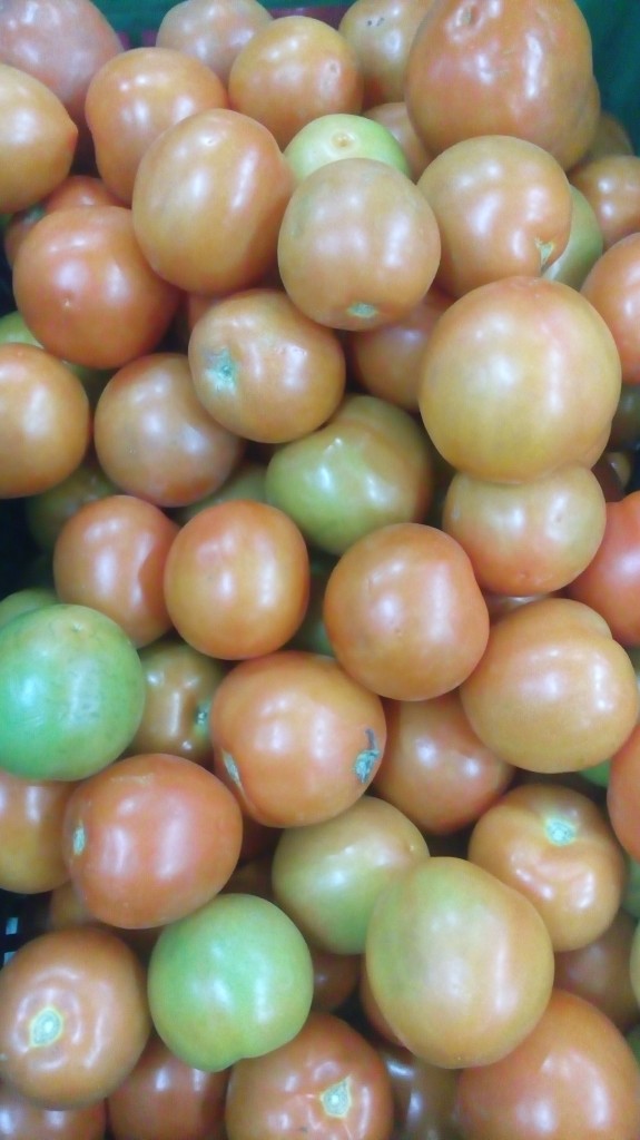 Tomate chongo parejo