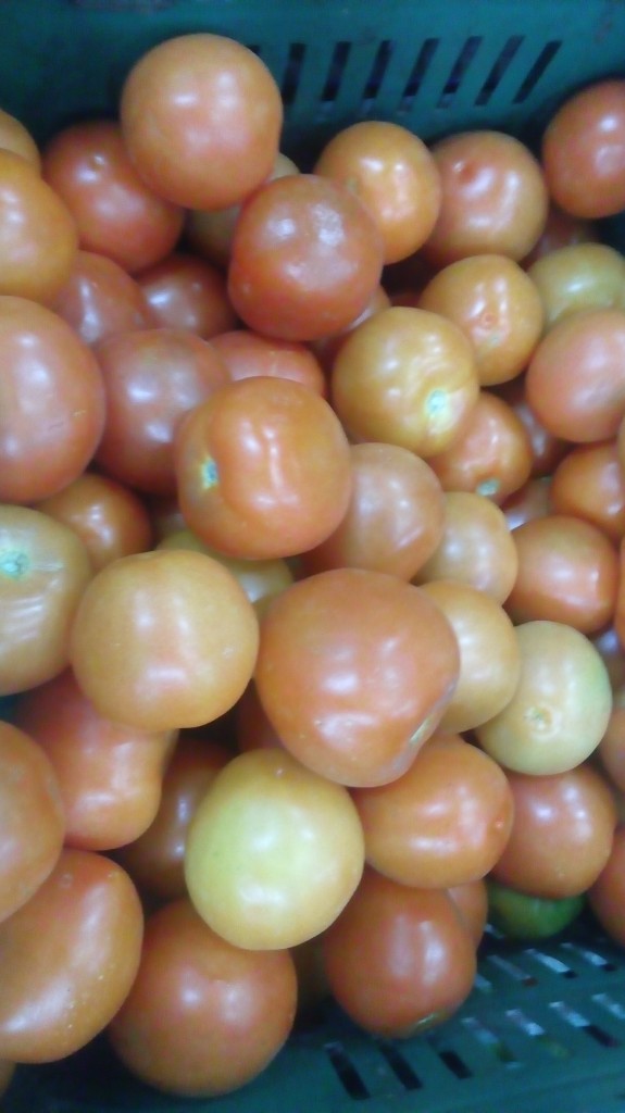 Tomate chonto fino