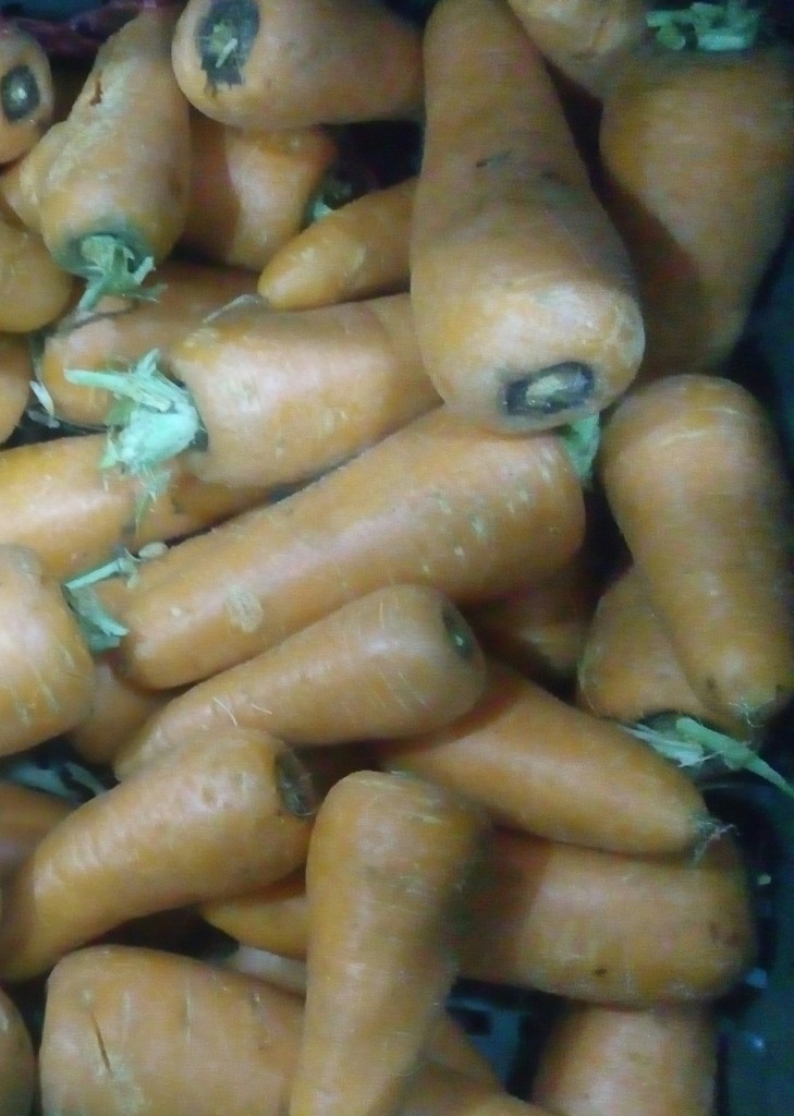 Zanahoria