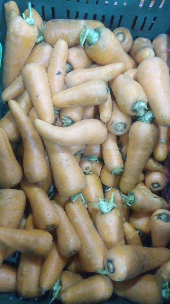 Zanahoria gruesa