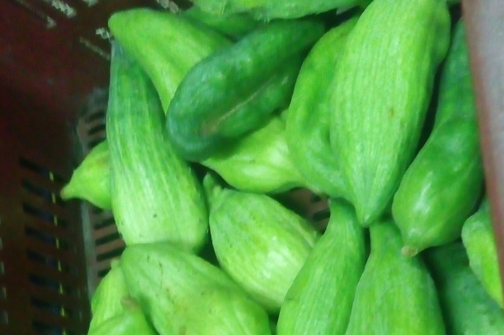 Pepino para guiso