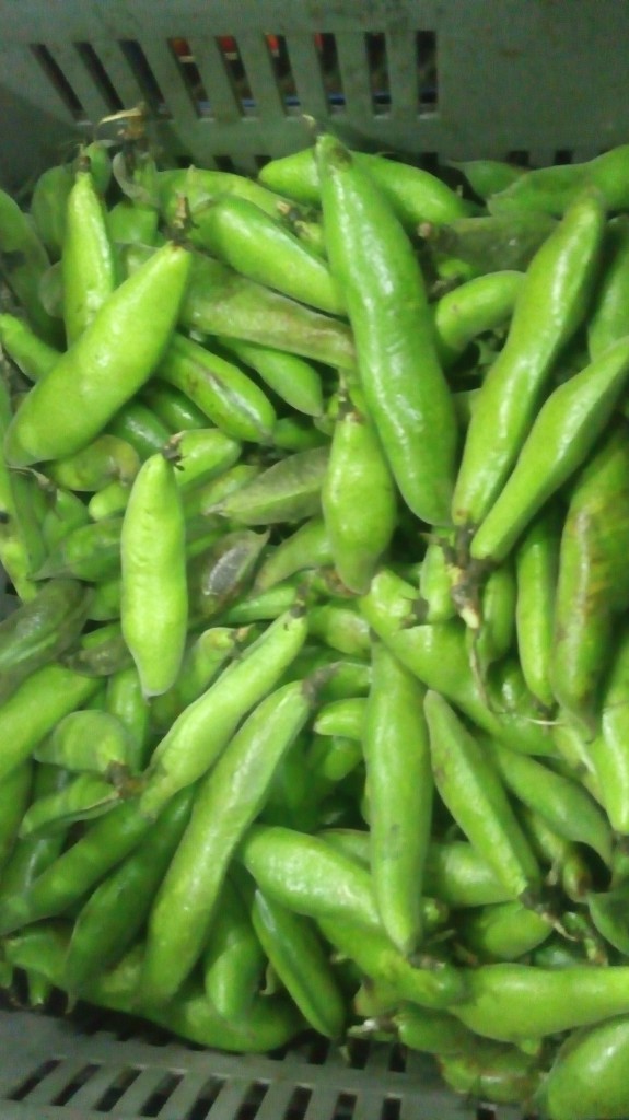 Abas en cáscara