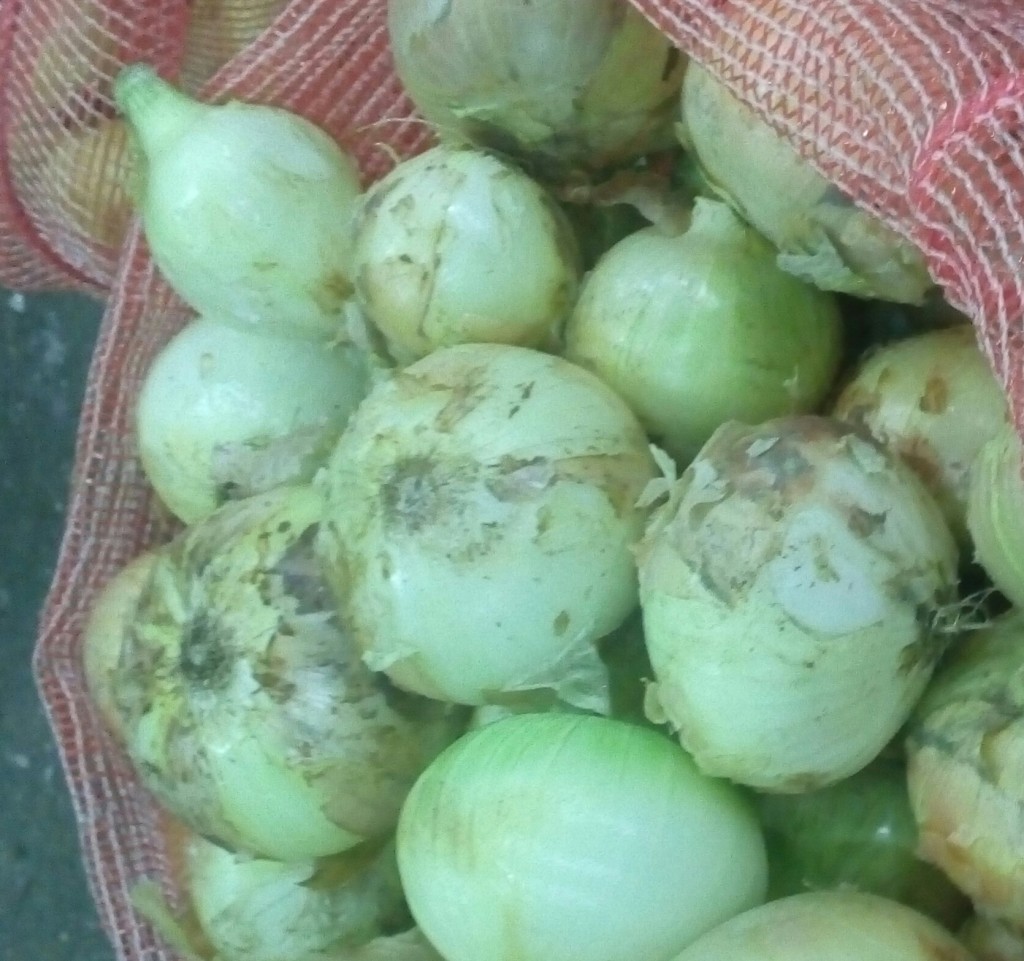 Cebolla cabezona gruesa