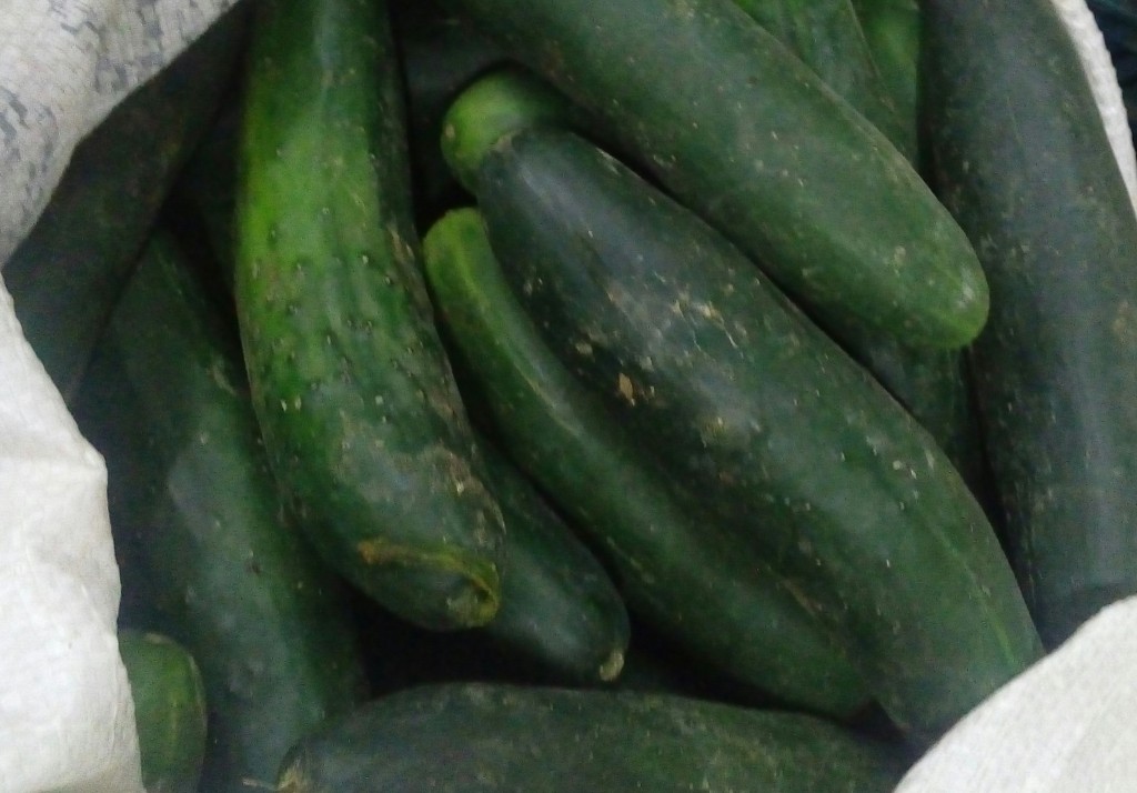 Pepino cohombro