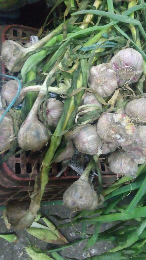 Ajo en rama