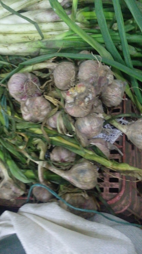 Ajo en rama
