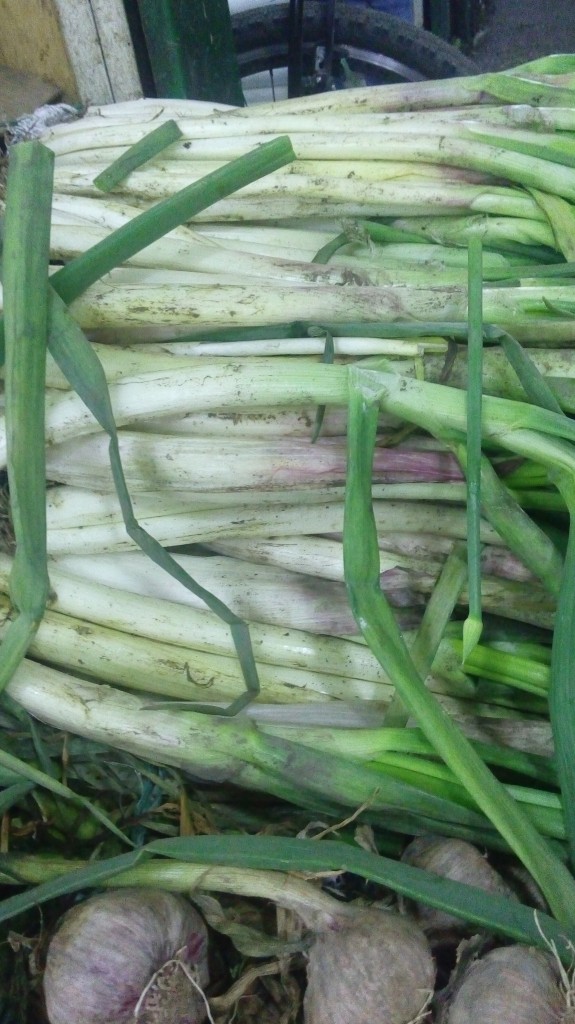 Cebolla larga