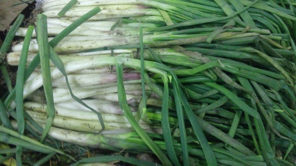 Cebolla larga
