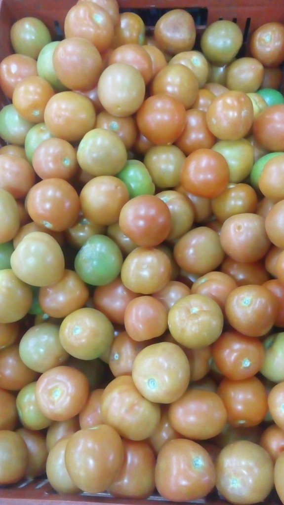 Tomate chongo de primera