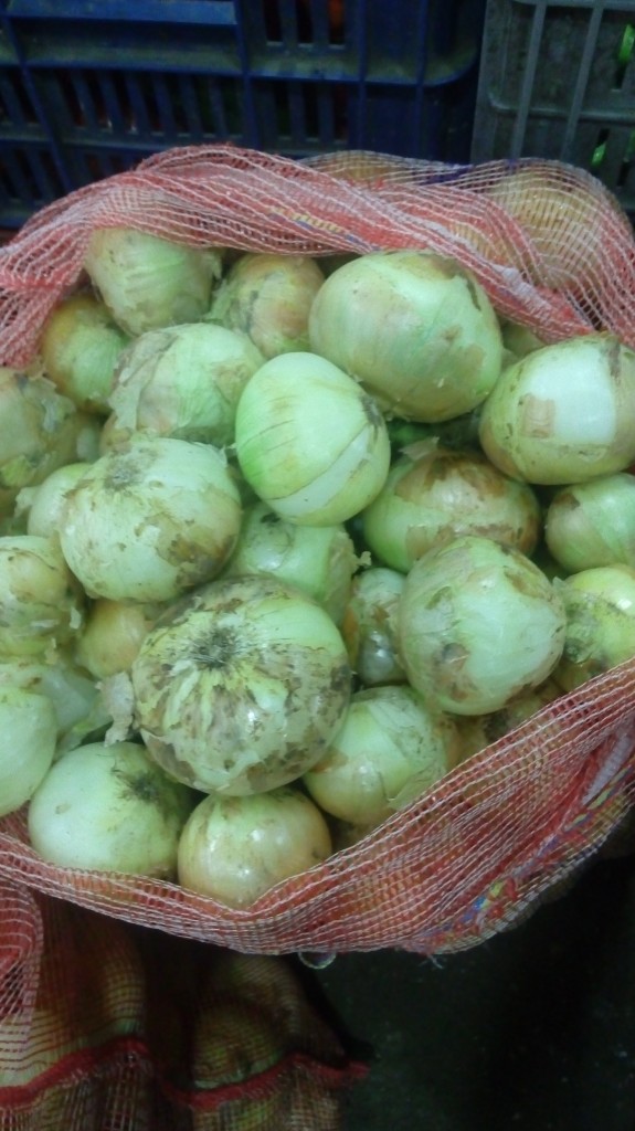 Cebolla cabezona gruesa