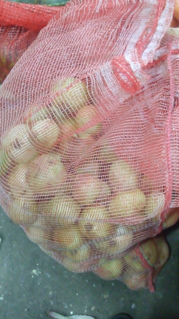 Cebolla cabezona pareja