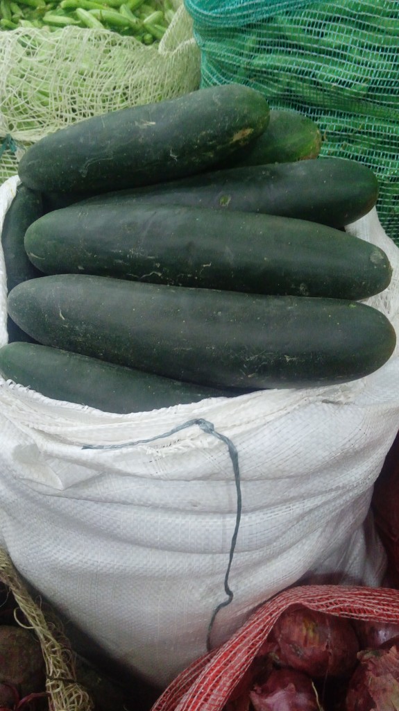Pepino cohombro grueso