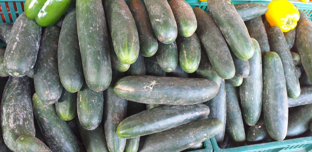 Pepino cohombro
