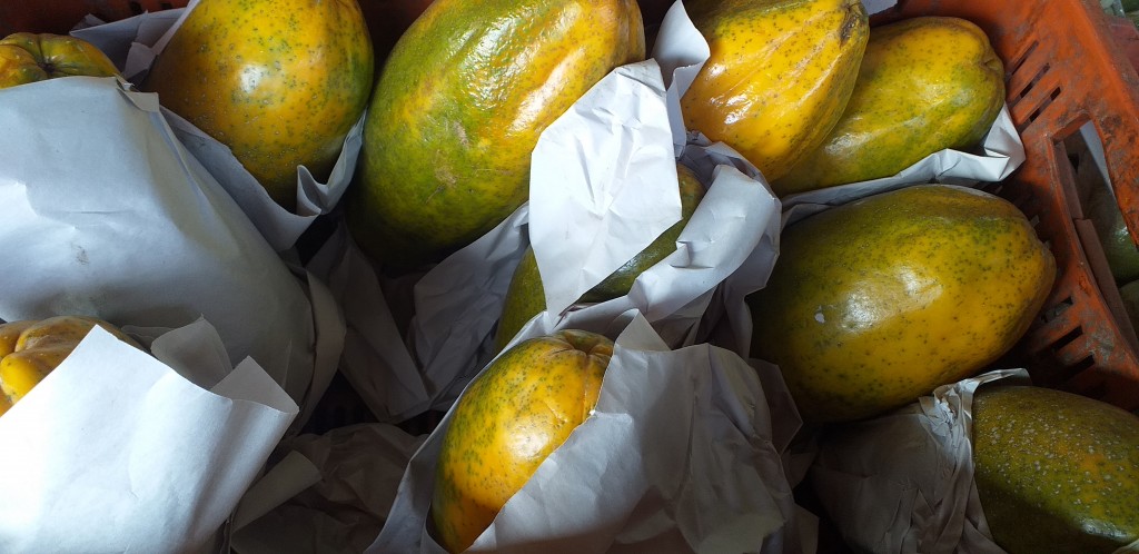 Papaya maradol