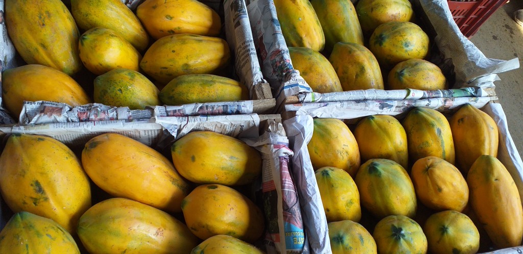 Papaya costeña gruesa