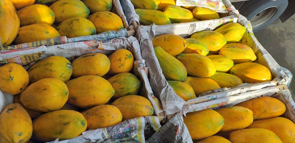 Papaya costeña delgada