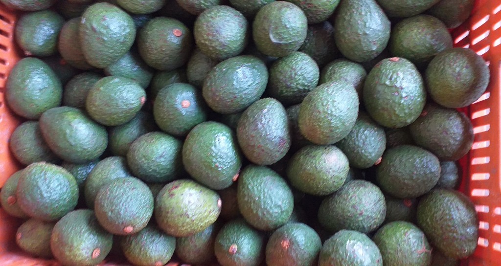 Aguacate hass