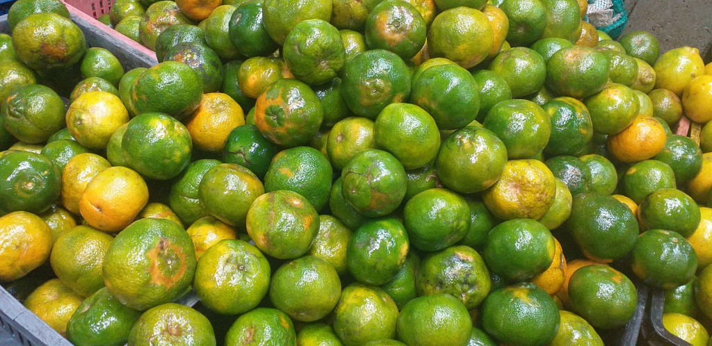 Mandarina oneco
