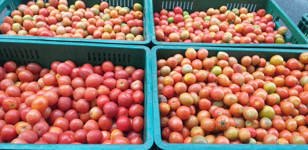 Tomate chonto 3ra