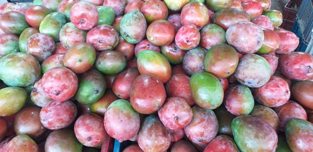 Mango farchi delgado